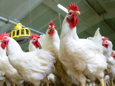 White chickens
