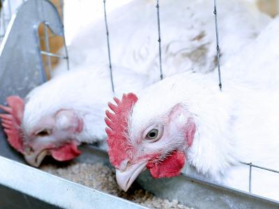 White chickens feeding