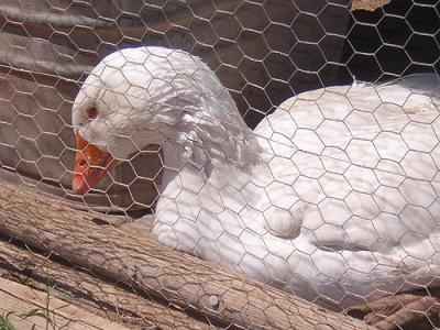 White duck