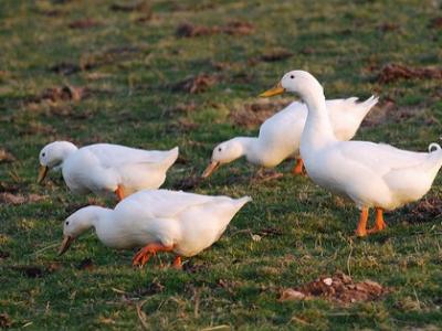 White ducks