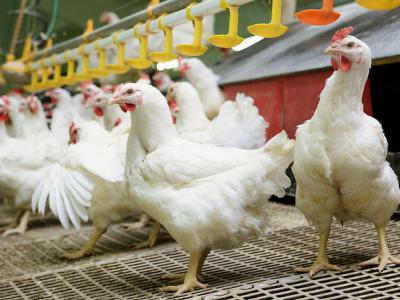 White farm chickens