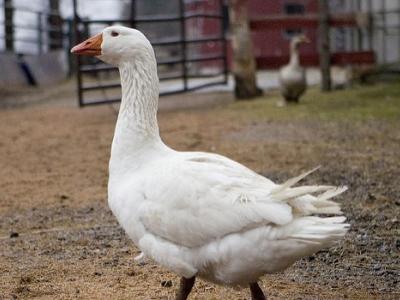 Goose