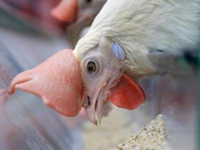 White hen