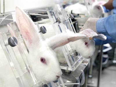 White lab rabbits