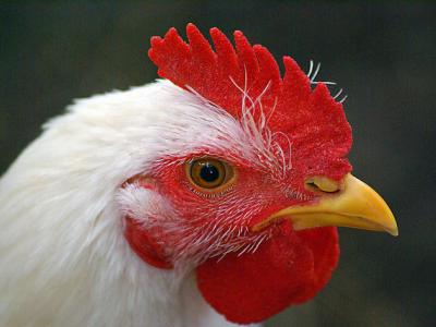 White rooster