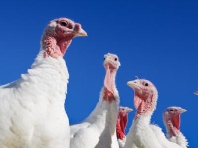 Farm turkeys