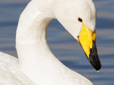 Whooper swan