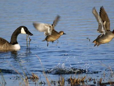 Wild geese and ducks