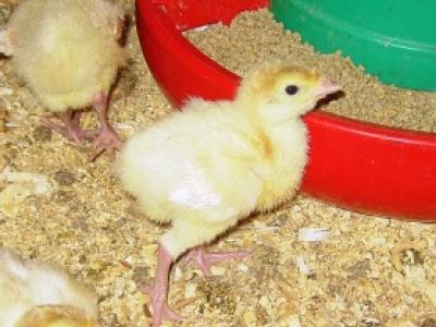 Young turkeys