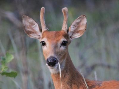 Young white-tailed buck