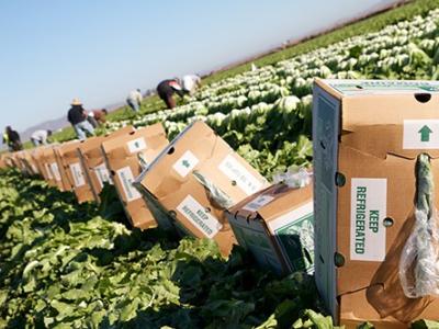 Yuma Arizona lettuce field
