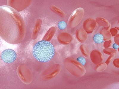 Zika viruses in blood vessel