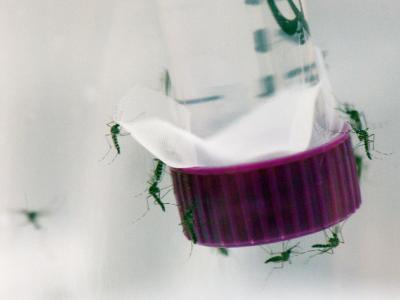 Zika mosquitoes
