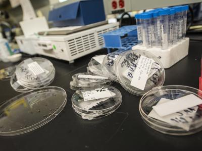 Zika plates