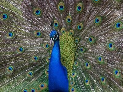 Zoo peacock