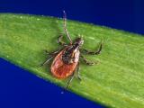 Tick that spreads Lyme disease
