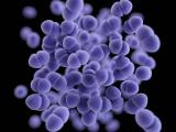 Vancomycin-resistant Enterococcus