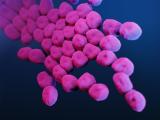 Carbapenem-resistant Acinetobacter baumannii