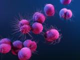 Gonorrhea bacteria