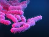 Shigella bacteria