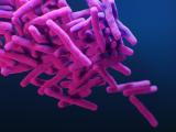 Mycobacterium tuberculosis