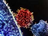nipah virus particles