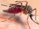 Aedes aegypti