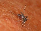 Aedes mosquito on skin