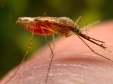 Anopheles mosquito