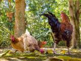 Backyard chickens and rooster