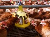 Chickens at a feeder