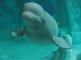 Beluga whale