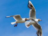 Black-headed gulls