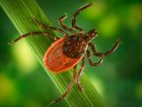 Black-legged tick