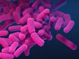 Carbapenem-resistant Enterobacterales