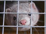 caged mink