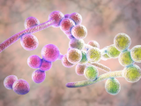 Candida albicans