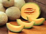 Cantaloupe