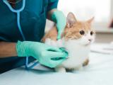 Cat examined by vet