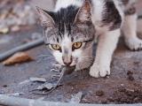 Cat with mouse in mouth
