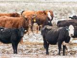 Herd of cattle