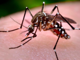 Chikungunya mosquito