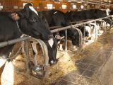 Dairy cows