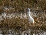 Egret in wetland