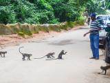 Feeding monkeys in Nigeria