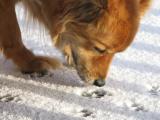 Dog sniffing tracks in snow