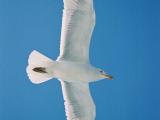 Gull in flight