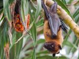 Indian fruit bat
