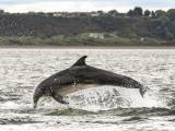 Leaping dolphin