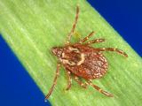 Tick